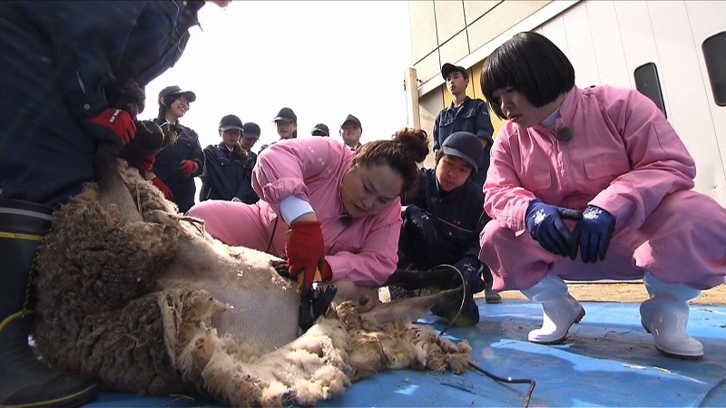 おかずクラブが羊の毛刈りに挑戦するワンシーン。(c)HBC