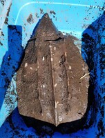 立野台公園のワニガメ。