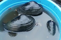 泉自然公園のヌマガイ。