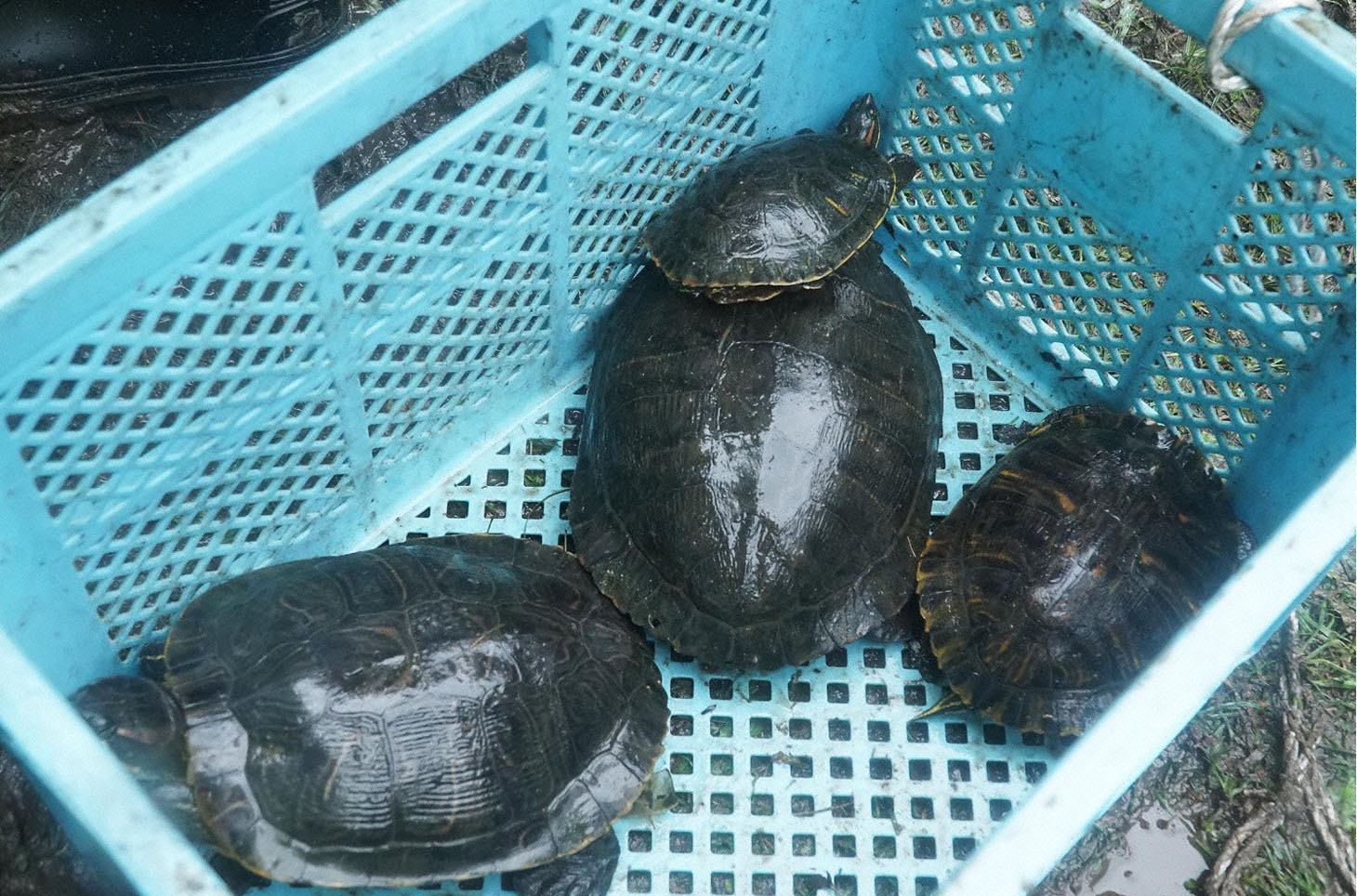 泉自然公園のカメ。