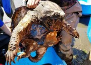 立野台公園のワニガメ。