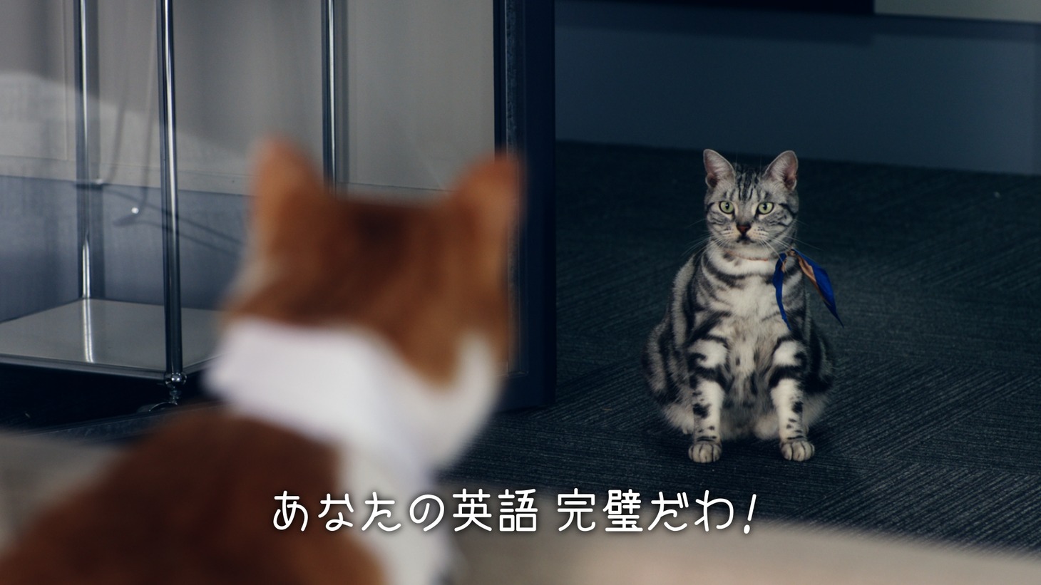 Y!mobileの新CM「英語にズキュン！」篇のワンシーン。画面奥の猫がニャンシー社長。