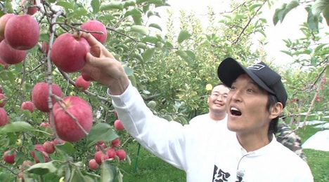 リンゴをもぐ千原ジュニア。(c)テレビ東京