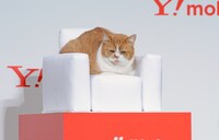 イベントに登場したふてニャン。