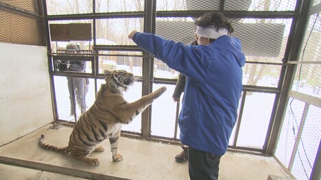 サンドウィッチマン富澤と虎。(c)STV