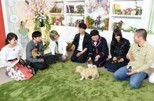 ハライチ澤部（右端）の犬選びのため、スタジオに子犬が集結するワンシーン。(c)TBS