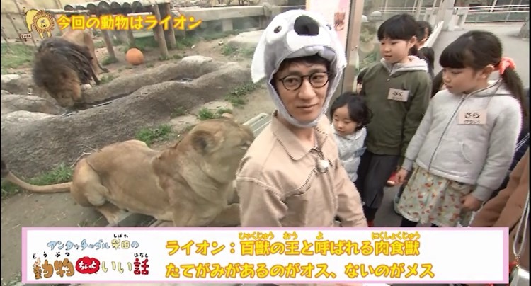 「アンタッチャブル柴田の動物ちょっといい話」のワンシーン。