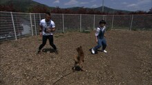 新企画「完熟フレッシュ 犬を飼う」のワンシーン。(c)日本テレビ