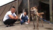 新企画「完熟フレッシュ 犬を飼う」のワンシーン。(c)日本テレビ