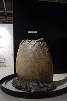 「トシムリンのたまご」