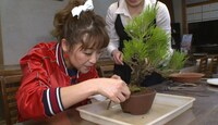 盆栽に挑戦する鈴木奈々。