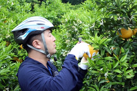 柑橘畑で食材を収穫する、和牛・水田。(c)南海放送