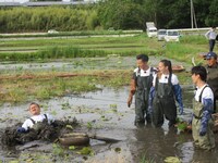レンコン畑での「チーム茨城」の様子。(c)南海放送