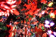 「Floating in the Falling Universe of Flowers」