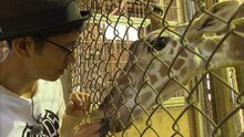 キリンを購入した宇都宮動物園を訪問するアンタッチャブル柴田。(c)MBS