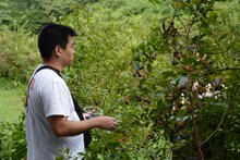 ブルーベリーを摘むジェラードン西本。