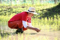 田植えに臨む村上信五。(c)フジテレビ