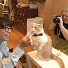 渡辺直美、猫と触れ合う高橋一生に癒やされる「私大丈夫なのかな」