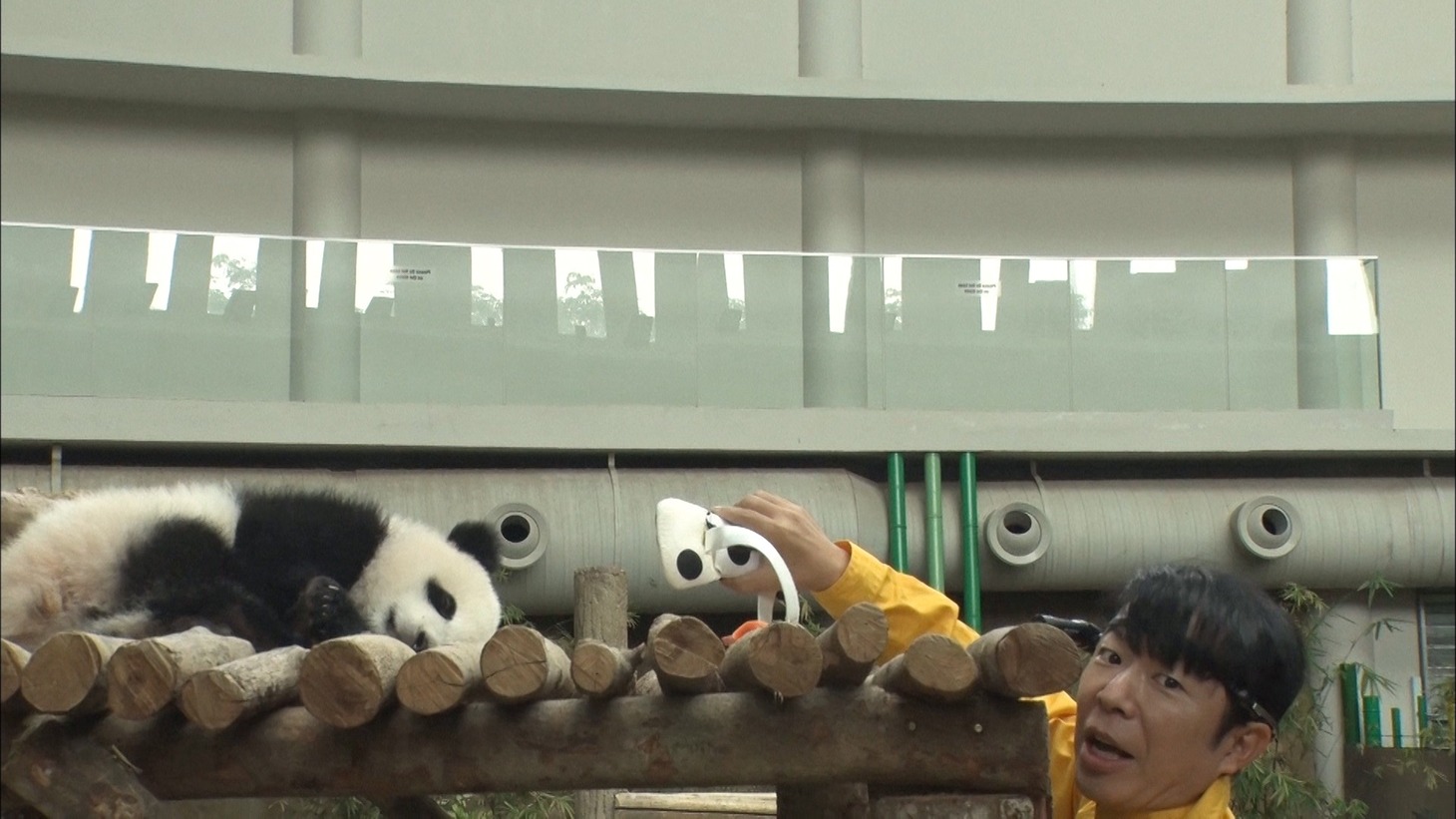 マレーシアでパンダと接近するダンディ坂野。(c)フジテレビ