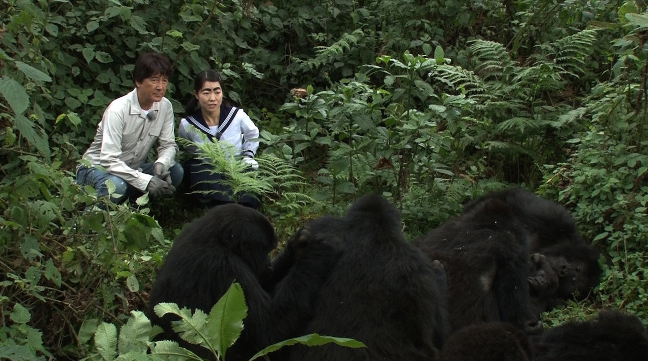 ゆりやん「温泉同好会」初参加、イモトは草刈正雄と一緒にゴリラ見る