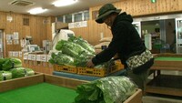 収穫した白菜を自ら道の駅に並べる土肥ポン太。(c)MBS