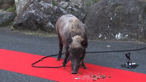 イノシシ (c)日本テレビ