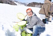 雪下キャベツ掘りを体験するバンビーノ石山。