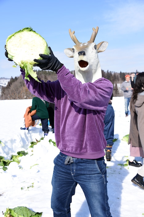 雪下キャベツ掘りを体験する鹿（バンビーノ藤田）。