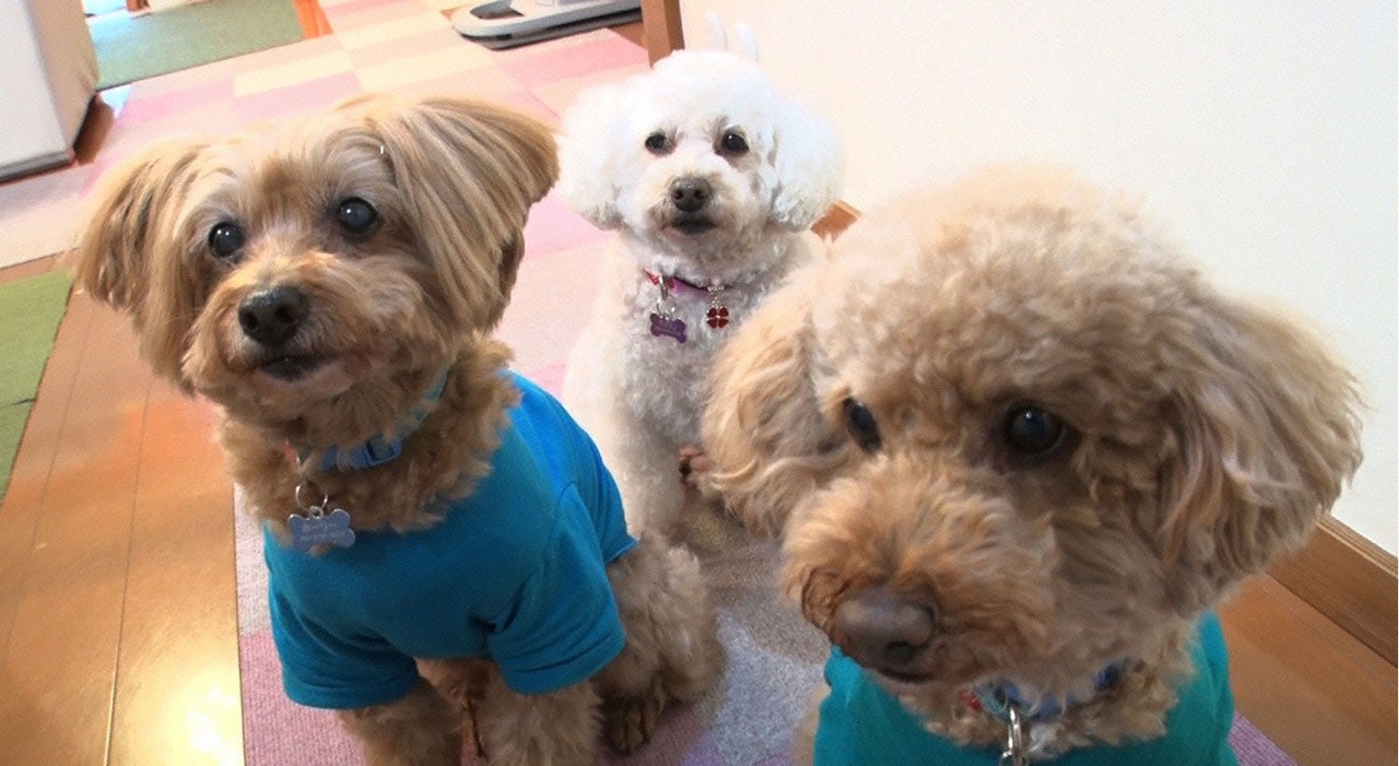 脱走犬 (c)テレビ東京