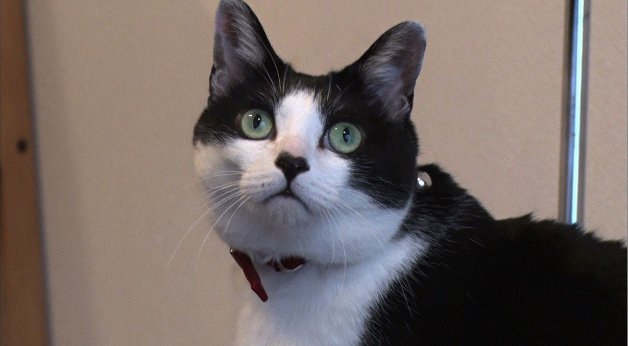 脱走猫 (c)テレビ東京