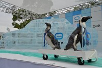 ゲストとして登場したペンギン。