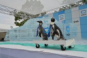 ゲストとして登場したペンギン。