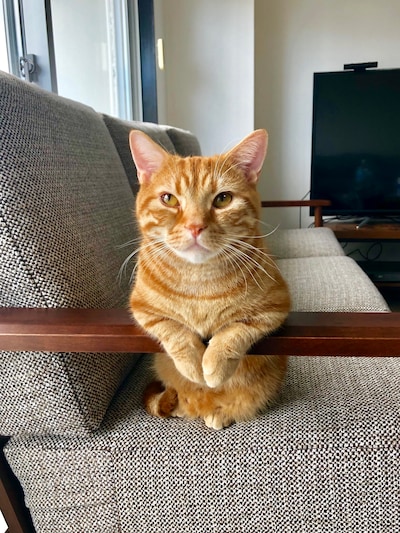 ザ・森東の会長（マンチカン）。