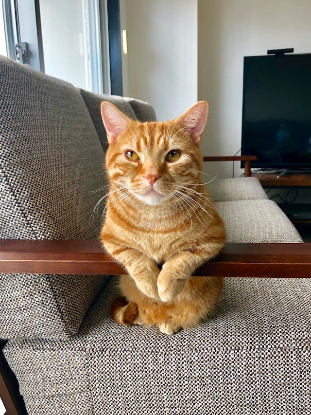 ザ・森東の会長（マンチカン）。