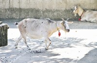 「又吉直樹のヘウレーカ！」より。(c)NHK