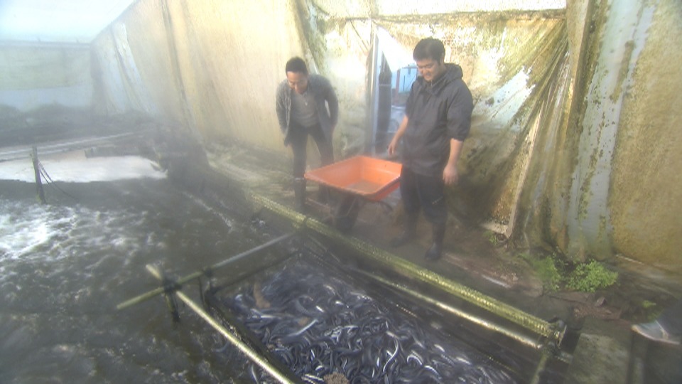 「静岡ありえない海常識」のワンシーン。(c)静岡第一テレビ