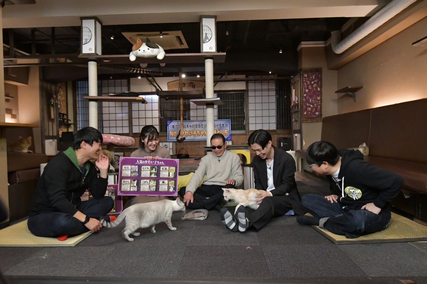 「タモリ倶楽部」で展開される「猫カフェはキャバクラだ byハライチ岩井 No.1かわい子ちゃんの落とし方」のワンシーン。(c)テレビ朝日
