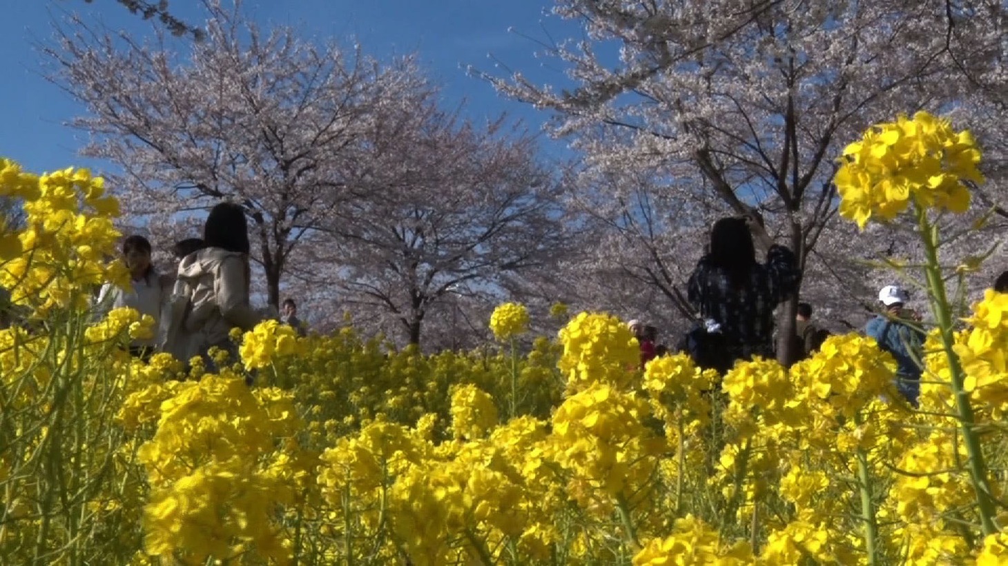 「家、ついて行ってイイですか？」4月8日放送回のワンシーン。(c)テレビ東京