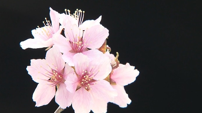 桜