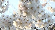 北海道の函館・五稜郭公園の桜。