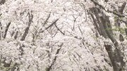 北海道の新ひだか町・二十間道路の桜。