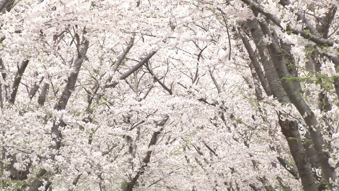 北海道の新ひだか町・二十間道路の桜。