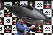 被り物のマグロに寿司を食べさせようとするミルクボーイ駒場。