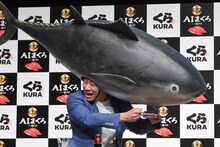 被り物のマグロに寿司を食べさせようとするミルクボーイ駒場。