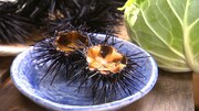 キャベツウニ (c)日本テレビ