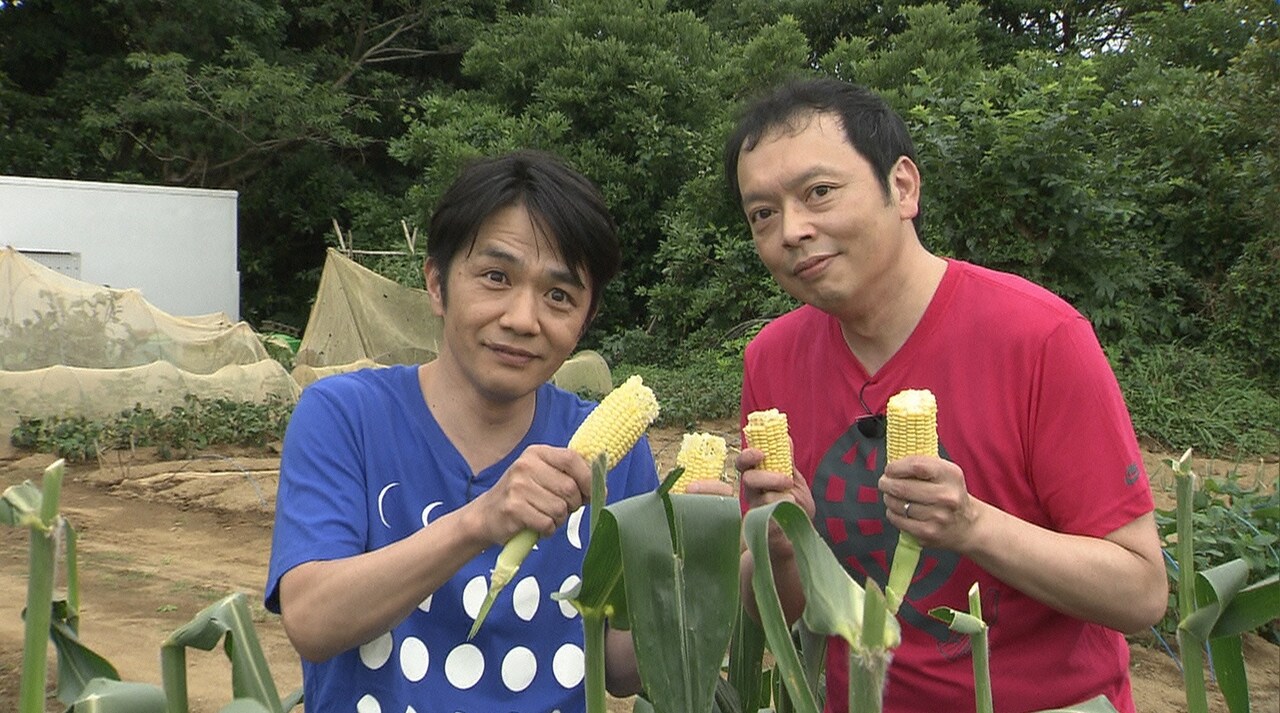 中川家、トウモロコシかぶりつき