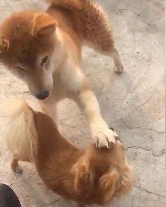 戯れるチワワと柴犬。