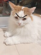 かまいたち山内健司の飼い猫・にゃんじ。