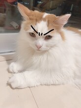 かまいたち山内健司の飼い猫・にゃんじ。