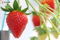 「極上フルーツ図鑑」で紹介されるフルーツ。